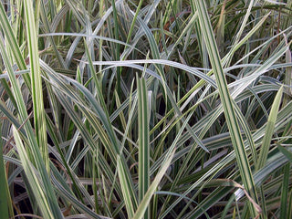 Lincolnshire Pond Plants dragonflies & damselflies Pack - DDPL01.
