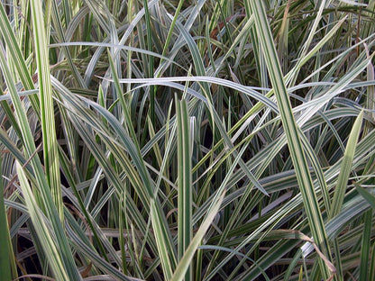 Lincolnshire Pond Plants dragonflies & damselflies  Marginal 8 Pack - DD801.