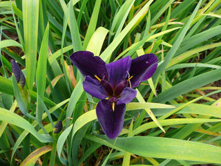 Lincolnshire Pond Plants Frog Marginal 8 Pack - FF801.