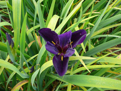 Lincolnshire Pond Plants Frog Marginal 8 Pack - FF801.