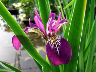 Lincolnshire Pond Plants Frog Pack potted - FFPL02.