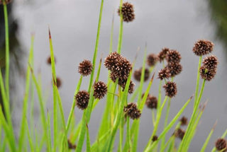 Lincolnshire Pond Plants Frog Pack potted - FFPL02.