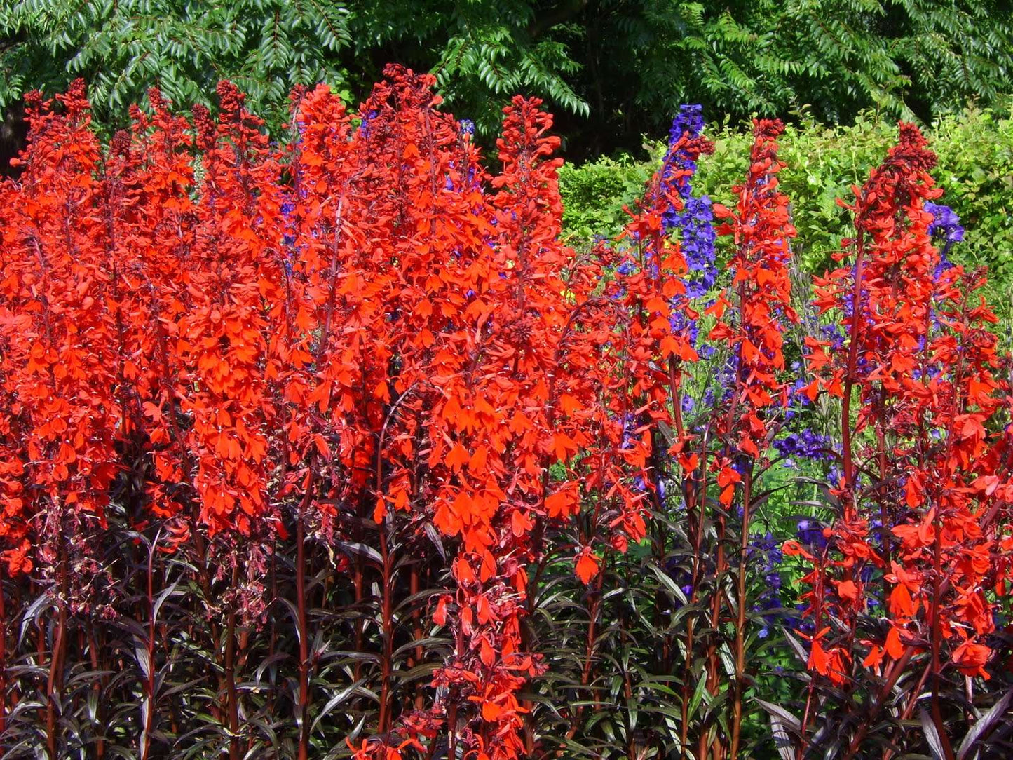 Lincolnshire Pond Plants Bee Pack Potted - BFPL02.