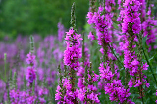 Lincolnshire Pond Plants Bee Pack Potted - BFPL02.