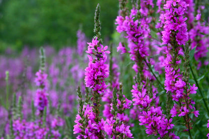 Lincolnshire Pond Plants Bee Pack Potted - BFPL02.