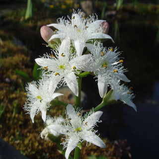 Lincolnshire Pond Plants dragonflies & damselflies  Marginal 8 Pack Potted -DD802.