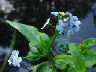 Lincolnshire Pond Plants Native Pack - NNL01.