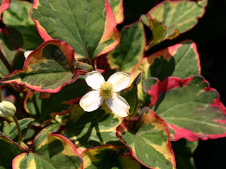 Marginal-Pond-Plants-8-Different-Varieties-Perfect-for-Bees-amp-Other-Pollinatin.