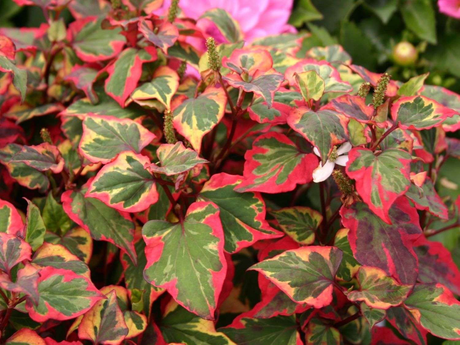 Marginal-Pond-Plants-8-Different-Varieties-Perfect-for-Bees-amp-Other-Pollinatin.