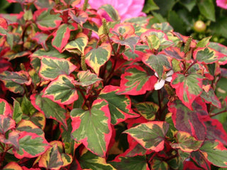 Marginal-Pond-Plants-8-Different-Varieties-Perfect-for-Bees-amp-Other-Pollinatin.