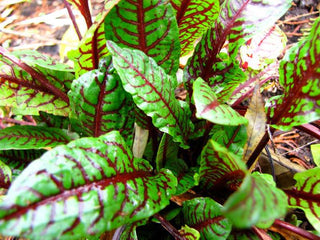 Marginal-Pond-Plants-8-Different-Varieties-Perfect-for-Bees-amp-Other-Pollinatin.