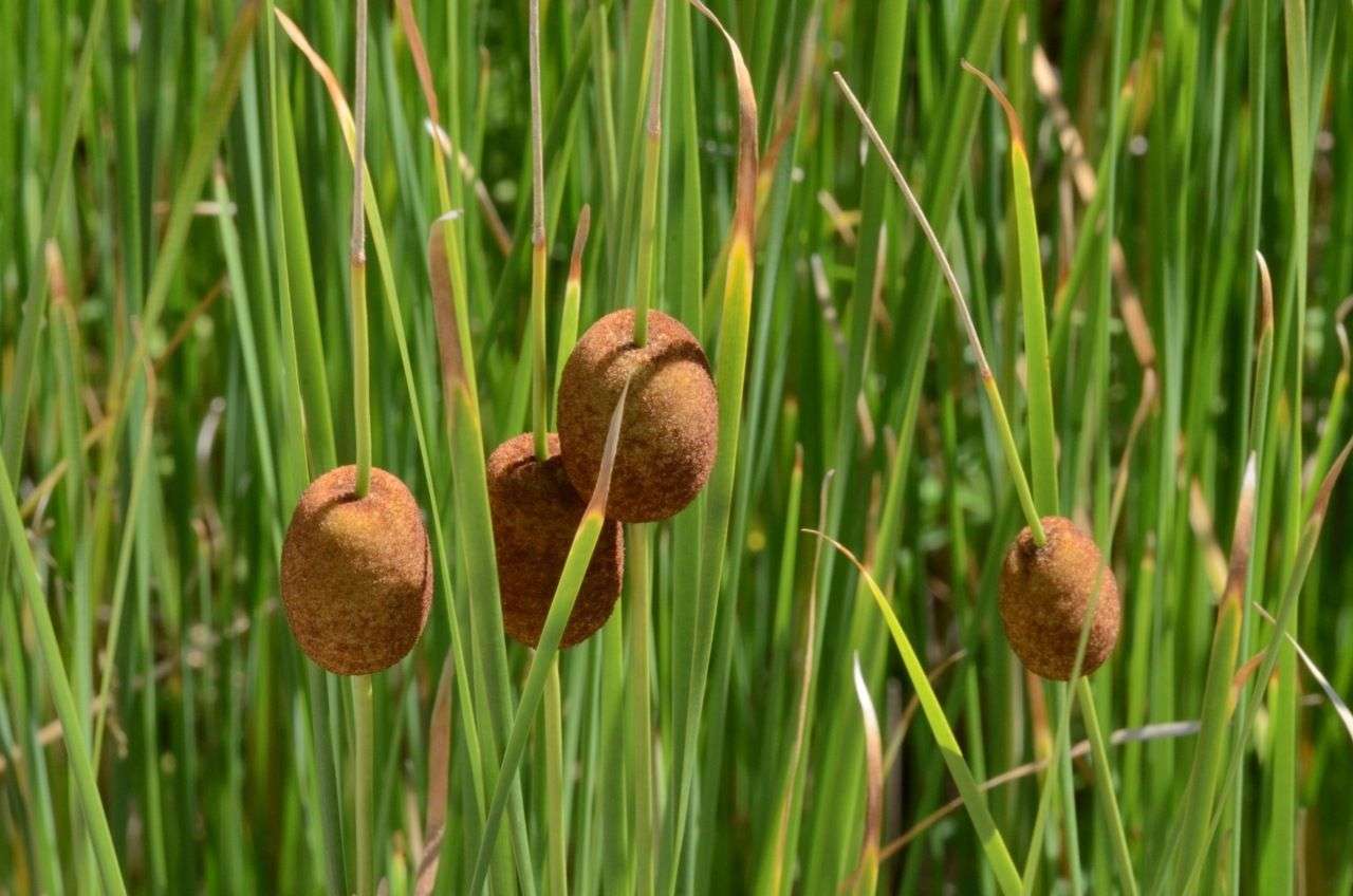 Marginal-Pond-Plants-8-Different-Varieties-Perfect-for-Bees-amp-Other-Pollinatin.