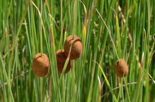 Marginal-Pond-Plants-8-Different-Varieties-Perfect-for-Bees-amp-Other-Pollinatin.