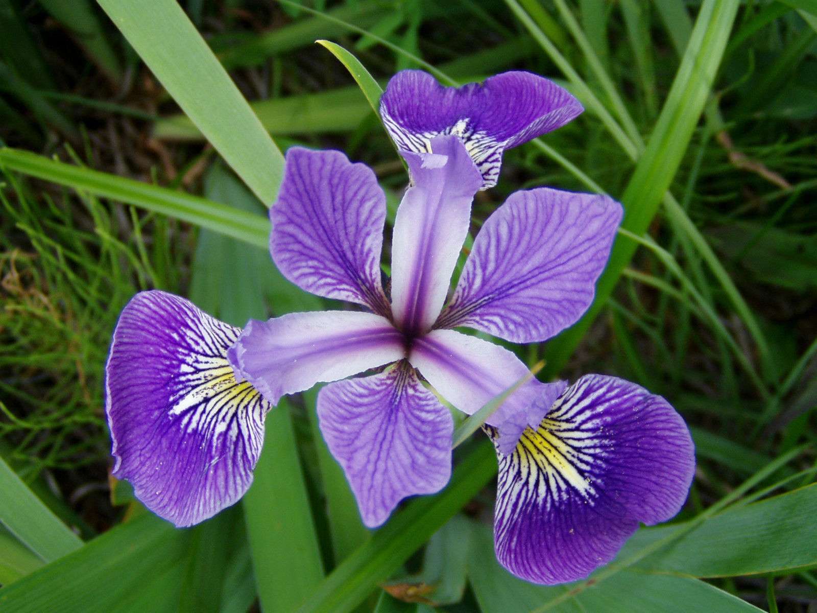 Marginal-Pond-Plants-8-Different-Varieties-Perfect-for-Bees-amp-Other-Pollinatin.