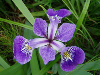 Marginal-Pond-Plants-8-Different-Varieties-Perfect-for-Bees-amp-Other-Pollinatin.