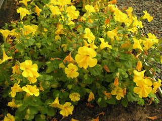 Marginal-Pond-Plants-8-Different-Varieties-Perfect-for-Bees-amp-Other-Pollinatin.