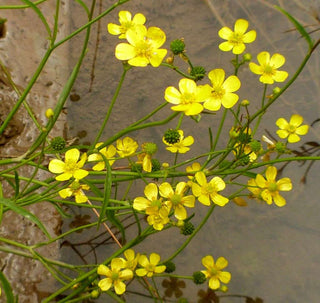 Lincolnshire Pond Plants Native Pack - NNL01.