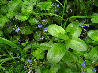 Lincolnshire Pond Plants dragonflies & damselflies  Marginal 8 Pack Potted -DD802.