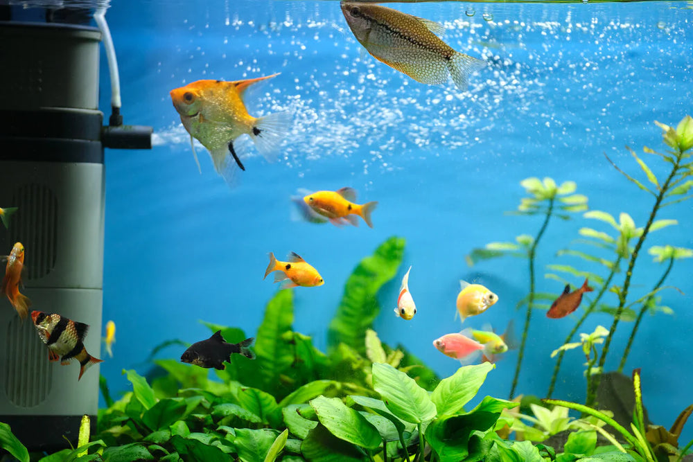 Explore the Best in Freshwater Filtration at Charterhouse Aquatics