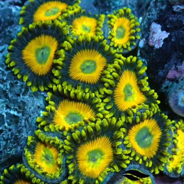 Scrambled Egg Zoa 4 Polyps - Charterhouse Aquatics