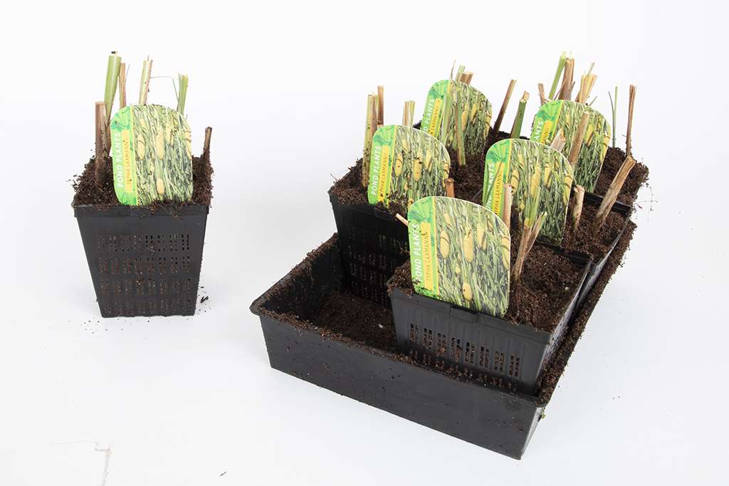 Premium Pond Starter Packs - Pond topup Packs - Oxygenating - Compost and Pots.