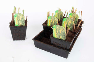 Premium Pond Starter Packs - Pond topup Packs - Oxygenating - Compost and Pots.