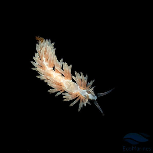 UK Bred Berghia Nudibranch (x1) - Charterhouse Aquatics