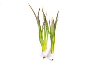 Vallisneria spiralis ‘Red’
