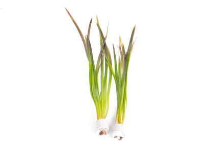 Vallisneria spiralis ‘Red’