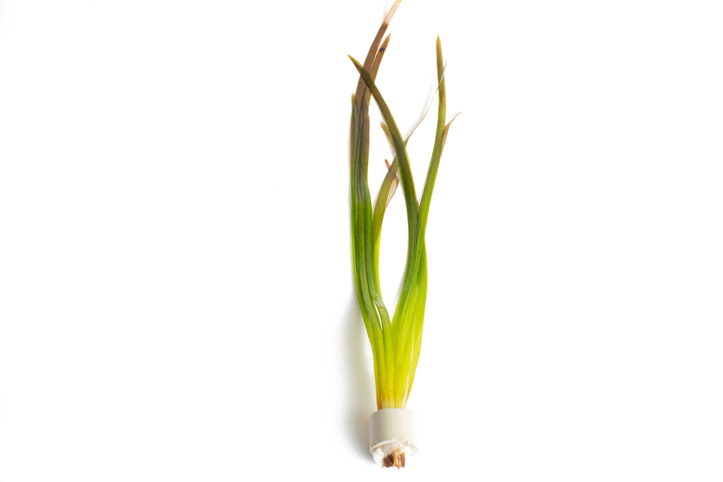 Vallisneria spiralis ‘Red’