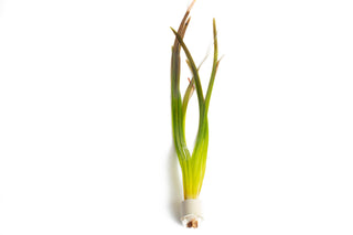 Vallisneria spiralis ‘Red’