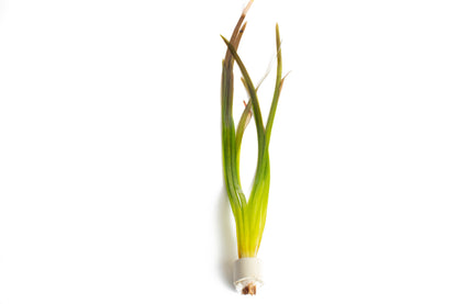 Vallisneria spiralis ‘Red’