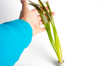 Vallisneria spiralis ‘Red’