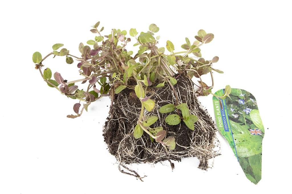 Premium Pond Starter Packs - Pond topup Packs - Oxygenating - Compost and Pots.