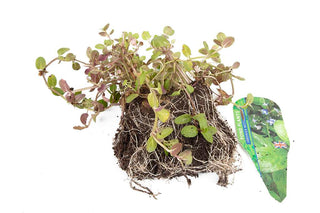 Premium Pond Starter Packs - Pond topup Packs - Oxygenating - Compost and Pots.