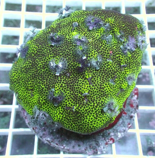 WYSIWYG 127 Green Porites Plume Rock - Charterhouse Aquatics