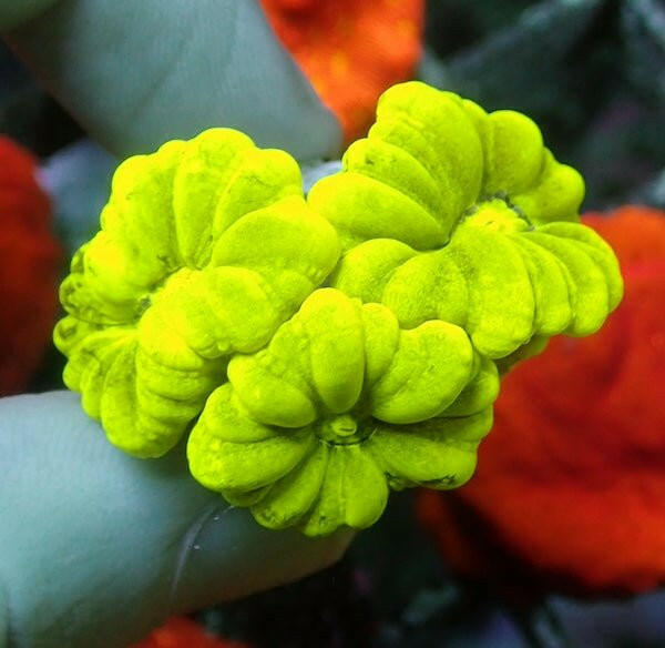 WYSIWYG 405 Fluoro Green Candy Cane - Charterhouse Aquatics