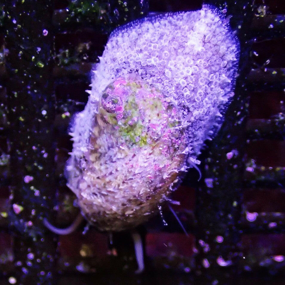 Stomatella Snail.