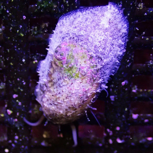 Stomatella Snail.
