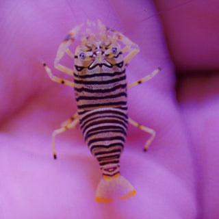 Bumblebee Shrimp.