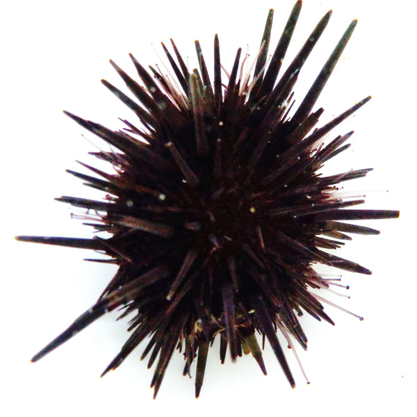 Rock Boring Urchin.