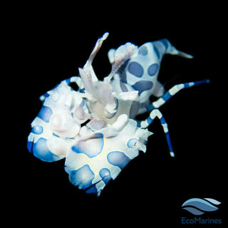 Harlequin Shrimp.