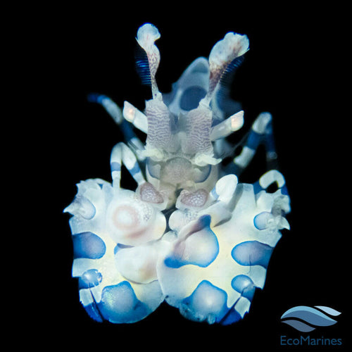 Harlequin Shrimp.