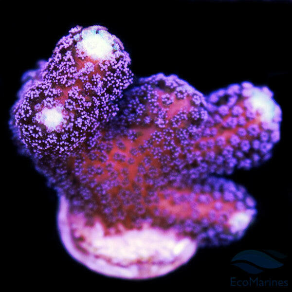 Stylophora Milka Frag.