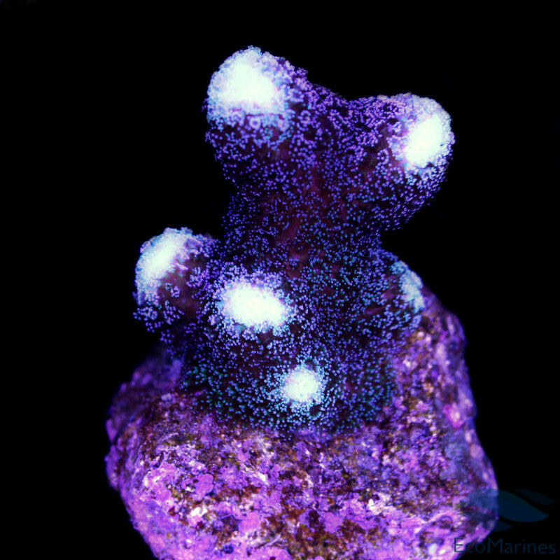 Stylophora Milka Frag Mini Colony.