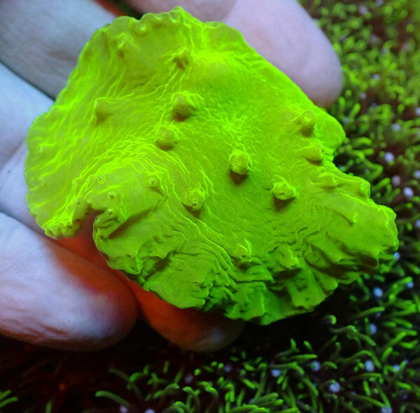 Toxic Green Cabbage Coral Frag.