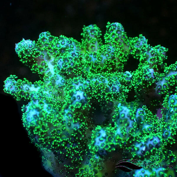 Tank Spawn Green Tip Pocillopora.