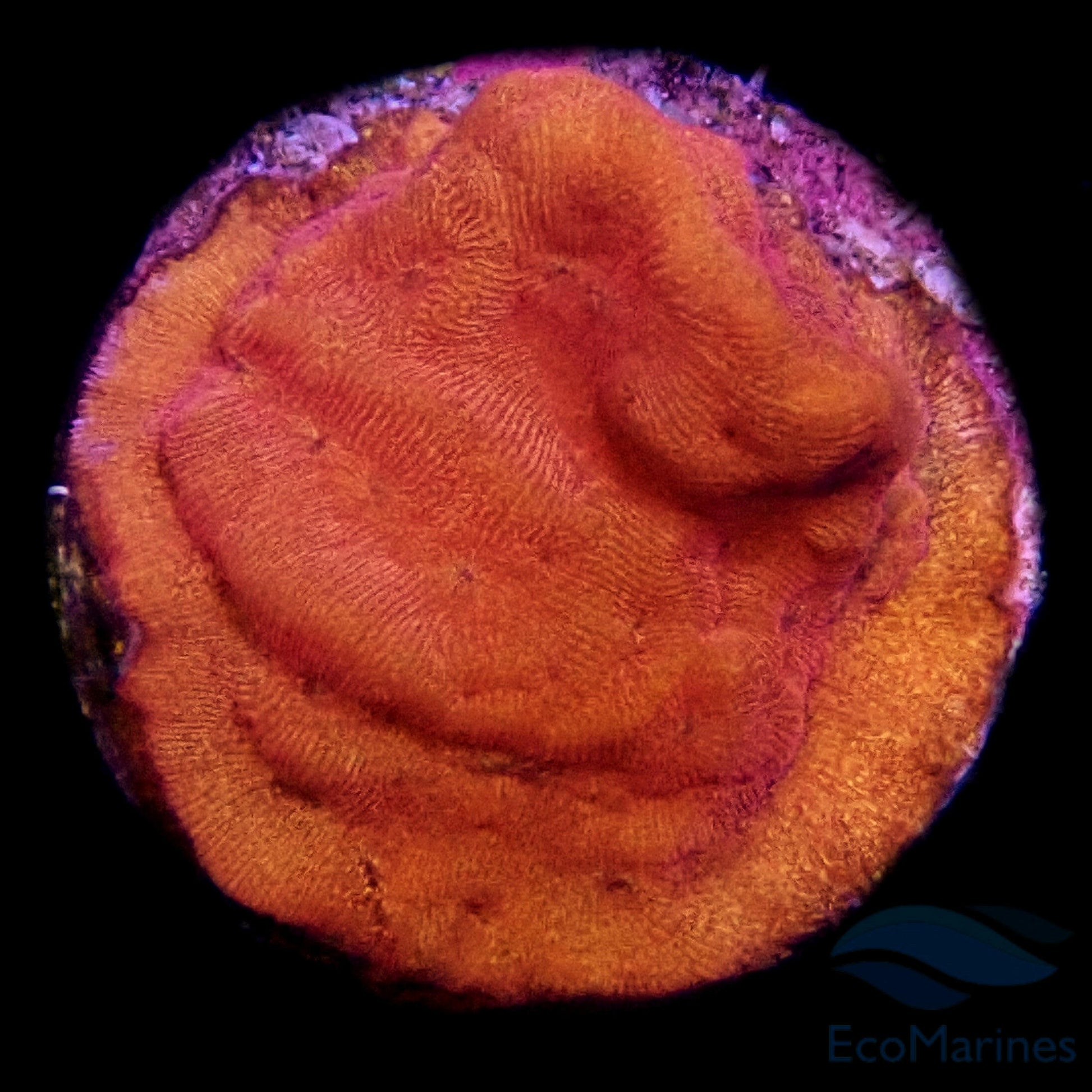 Golden Wonder Leptoseris Frag.