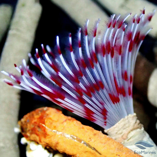 Pink Striped Feather Duster Worm (x5).