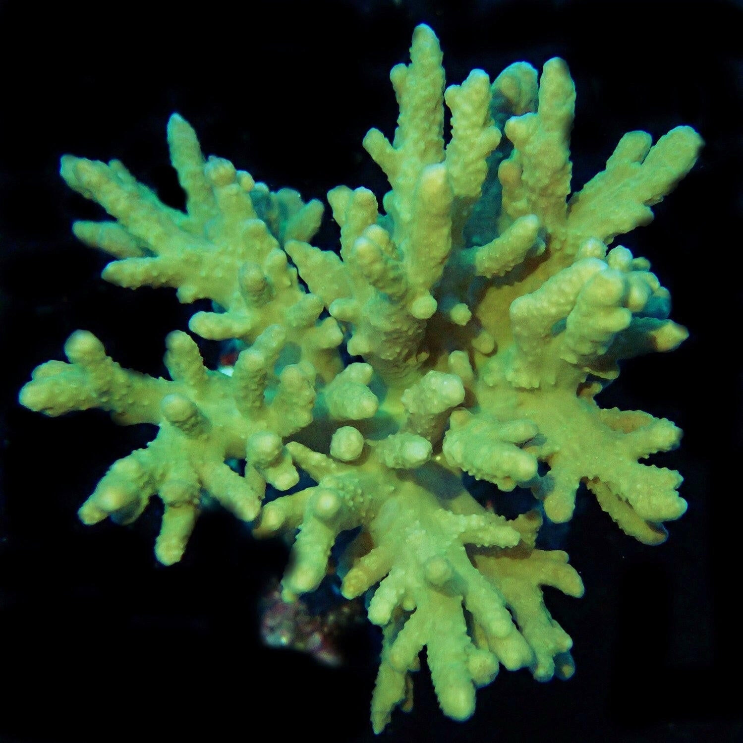 Maricultured Green Medusa Colony.